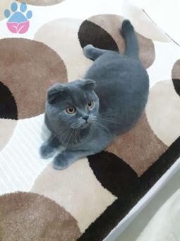 Scottish Fold Erkek Kedime Eş Arıyoruz