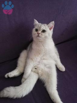 British Shorthair Cinsi Oğlumuza Eş Arıyorum