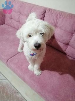 Maltese Terrier Cinsi Lucky&#8217;e Eş Arıyoruz