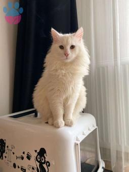 Mr. COCO ya Gelin Arıyoruz ??