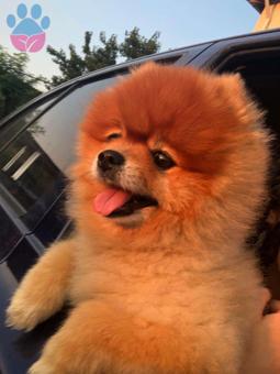 Pomeranian Boo Cinsi Oğlumuza Eş Arıyoruz