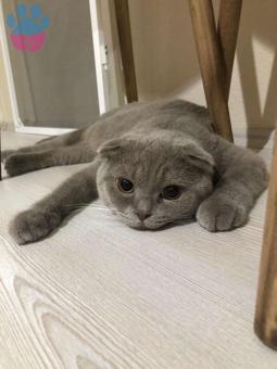 Scottish Fold Cinsi Oğlumuza British Dişi Arıyoruz