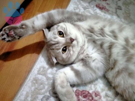 Scottish Fold Cinsi Oğlumuza Eş Arıyoruz