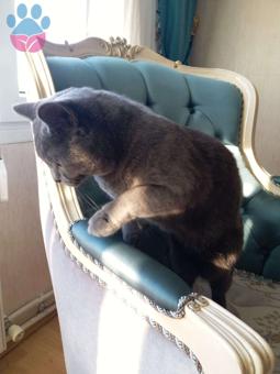 British Shorthair Kedimize Eş arıyoruz