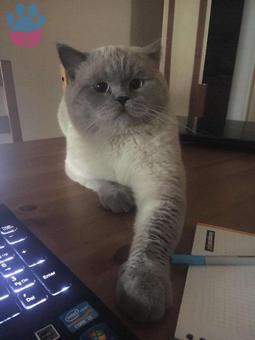 Erkek British Shorthair Kedimize Dişi Eş Arıyoruz