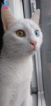 Ankara Kedisi Casper Kızıma Eş Arıyorum