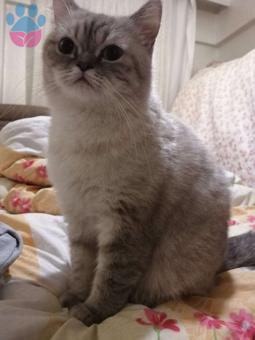 British Shorthair Misi Kızımıza Eş Arıyoruz