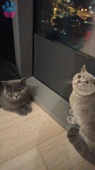 British Shorthair Oğluma Eş Arıyorum