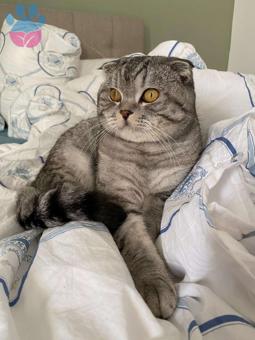 İzmir&#8217;de Scottish Fold Oğlumuza Eş Arıyoruz