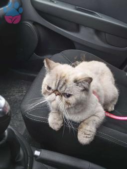 Exotic Shorthair  Kedime Tecrübeli Eş Arıyorum