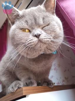 British Shorthair Kedimize Dişi Eş Arıyoruz