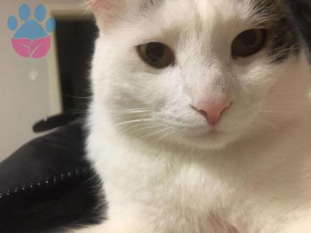 Tekir Kedimize Dişi Güzel Bir Eş Arıyoruz