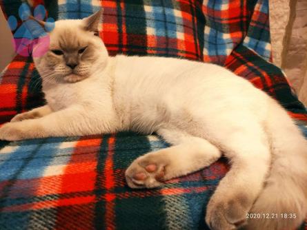 British Shorthair Oğlumuz Leo&#8217;ya Eş Arıyoruz