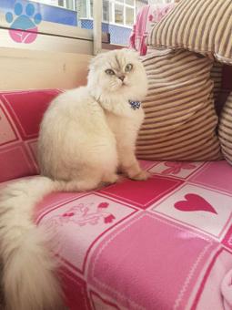 Scottish Fold Cinsi Oğluma Eş Arıyoruz
