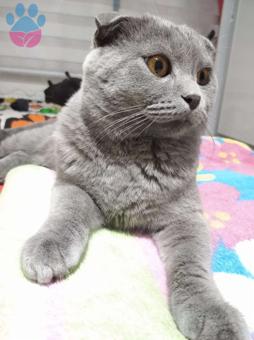 Scottish Fold Cinsi Oğlum Buluta Eş Arıyorum