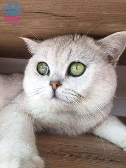 British Shorthair Cinsi Eş Arıyoruz