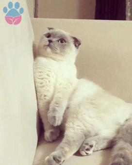 Scottish Fold Cinsi Pamuk Kızımıza Eş Arıyoruz