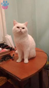 Exotic Shorthair Oğlumuza Eş Arıyoruz