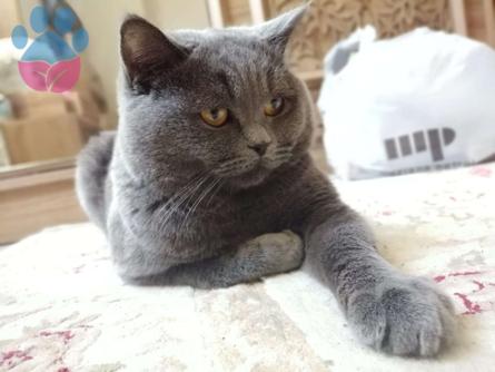 Antalya Scottish Fold Cinsi Oğlumuza Dişi Eş Arıyoruz