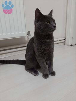 British Shorthair Oğlumuza Kız Arıyoruz