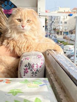 Scottish Fold Longhair Kedimize Dişi Arıyoruz