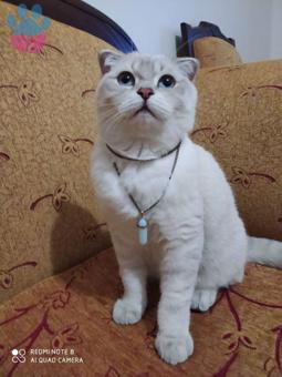 1 Yaşında Scottish Fold Oğlumuza Eş Arıyoruz