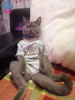 11 Aylık British Shorthair Oğlumuza Eş Arıyoruz