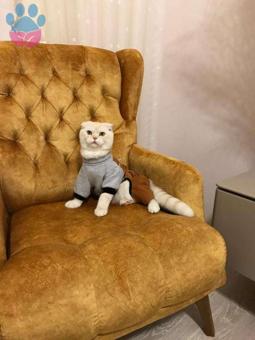 Scottish Fold Yakışıklı Oğluşumuza Eş Arayışındayız