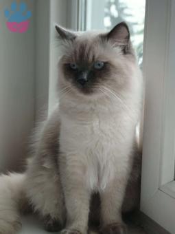 Ragdoll Gelin Adayı Aramaktayız