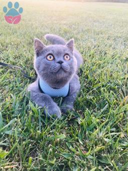 British Shorthair Paşamıza Eş Arıyoruz