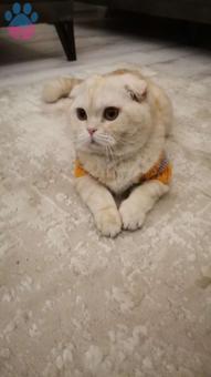 Scottish Fold Oğlum Odin&#8217;e Eş Arıyorum