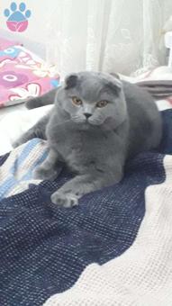 Scottish Fold Oğluma Acil Gelin Aranıyor