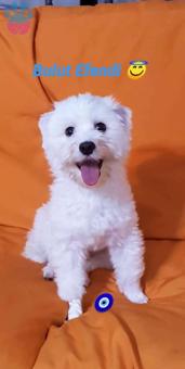 Maltese Terrier Oğlum Buluta Eş Arıyoruz