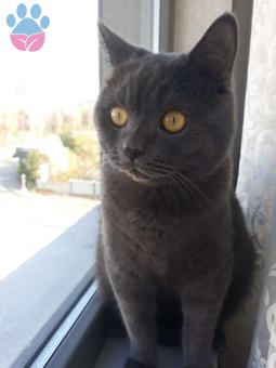 British Shorthair Yakışıklı Oğluma Gelin Arıyoruz