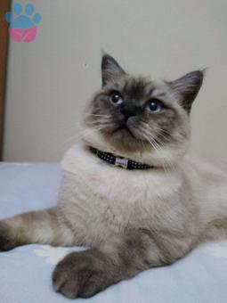 British Shorthair Cinsi Bulutumuza Eş Arıyoruz