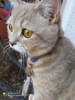 British Shorthair Cinsi Oğlumuza Eş Arıyoruz