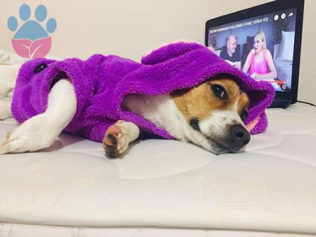 Jack Russell Terrier Kızımıza Eş Arıyoruz