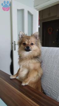 Pomeranian Hermes Oğluma Eş Arıyorum