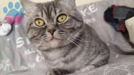 British Shorthair Minik Tarçın&#8217;a Eş Arıyoruz