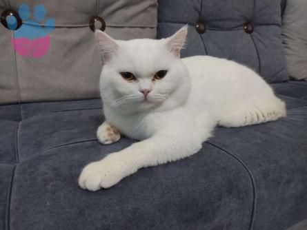 British Shorthair Zeus Oğlumuza Eş Arıyoruz