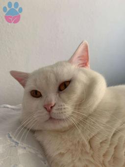 1 Yaşında British Shorthair Oğlumuz Eş Arıyor