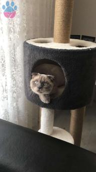 1 Yaşında Scottish Fold Oğluma Eş Arıyorum