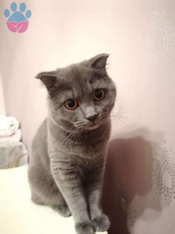 Scottish Fold Yakışık Oğlumuza Gelin Arıyoruz