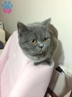 British Shorthair Mila Su Kızımıza Eş Arıyoruz