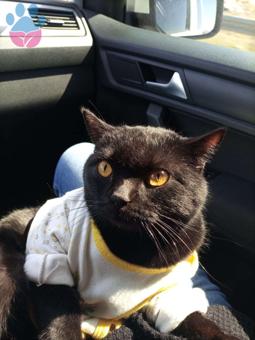 British Shorthair Oğluma Dişi Arıyorum