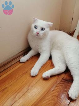 2 Yaşında Scottish Fold Oğlumuza Eş Arıyoruz