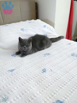 British Shorthair Cinsi Kızımıza Eş Arıyoruz