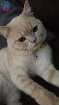 British shorthair oğlumuz kayısıya eş arıyoruz