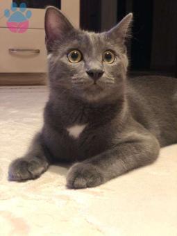 Exotic Shorthair Cinsi Oğlumuza Eş Arıyoruz