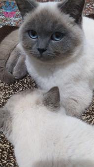 Safkan Blue Point British Shorthair Eş Arıyor